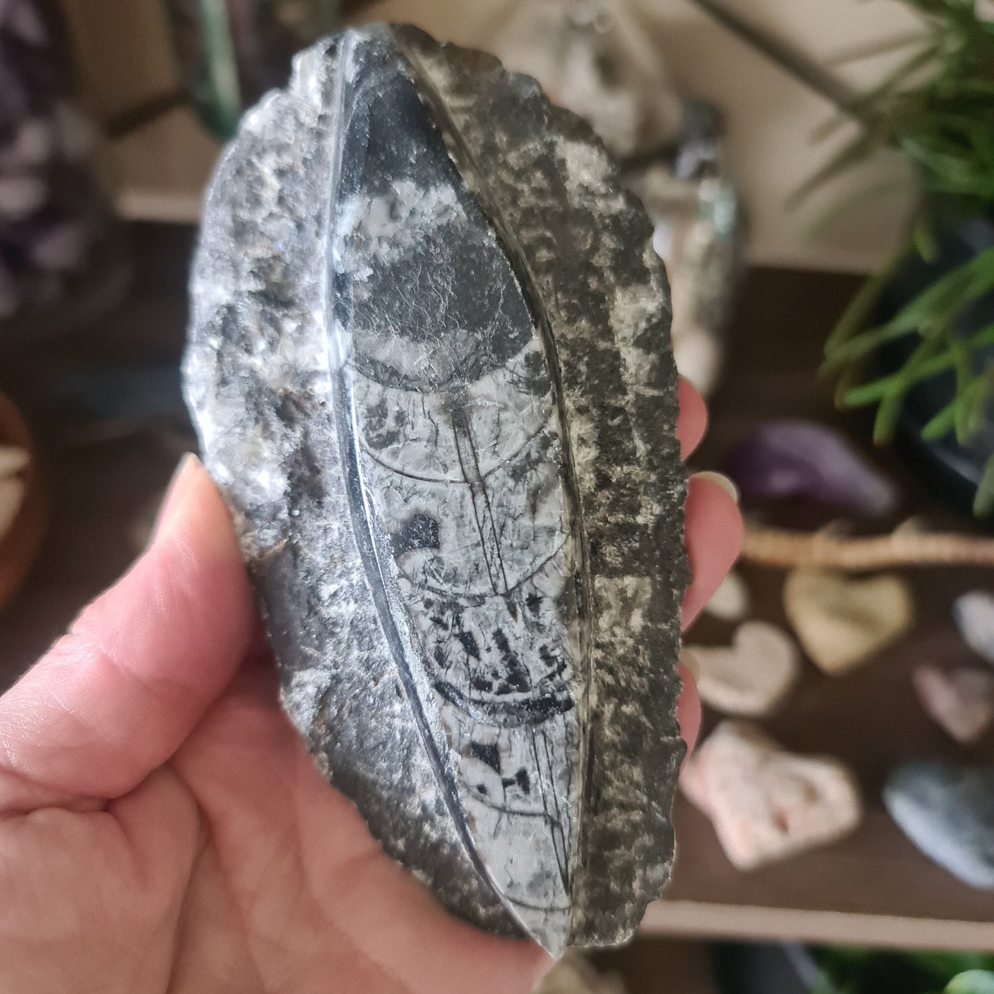 Orthoceras Plate