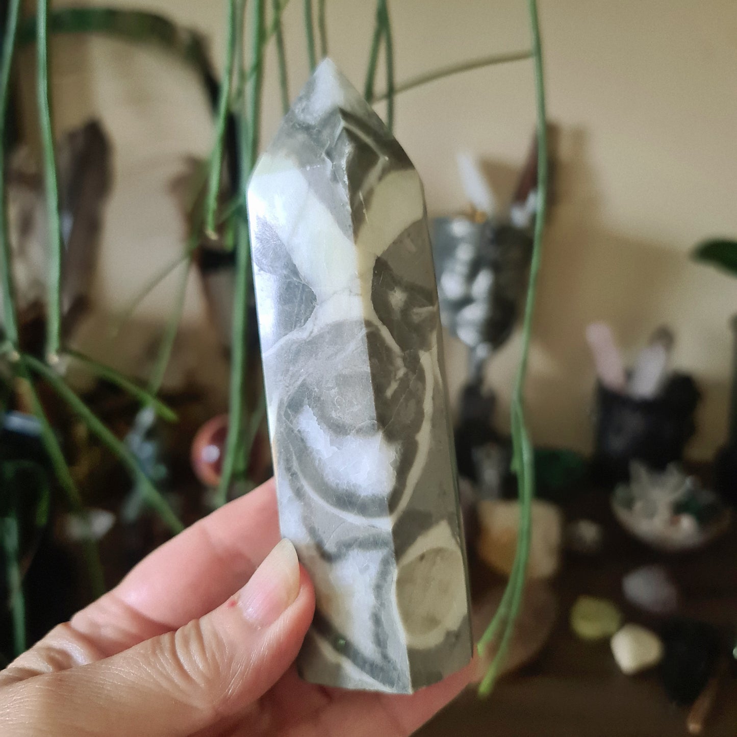 Shell Jasper Tower 330Gm