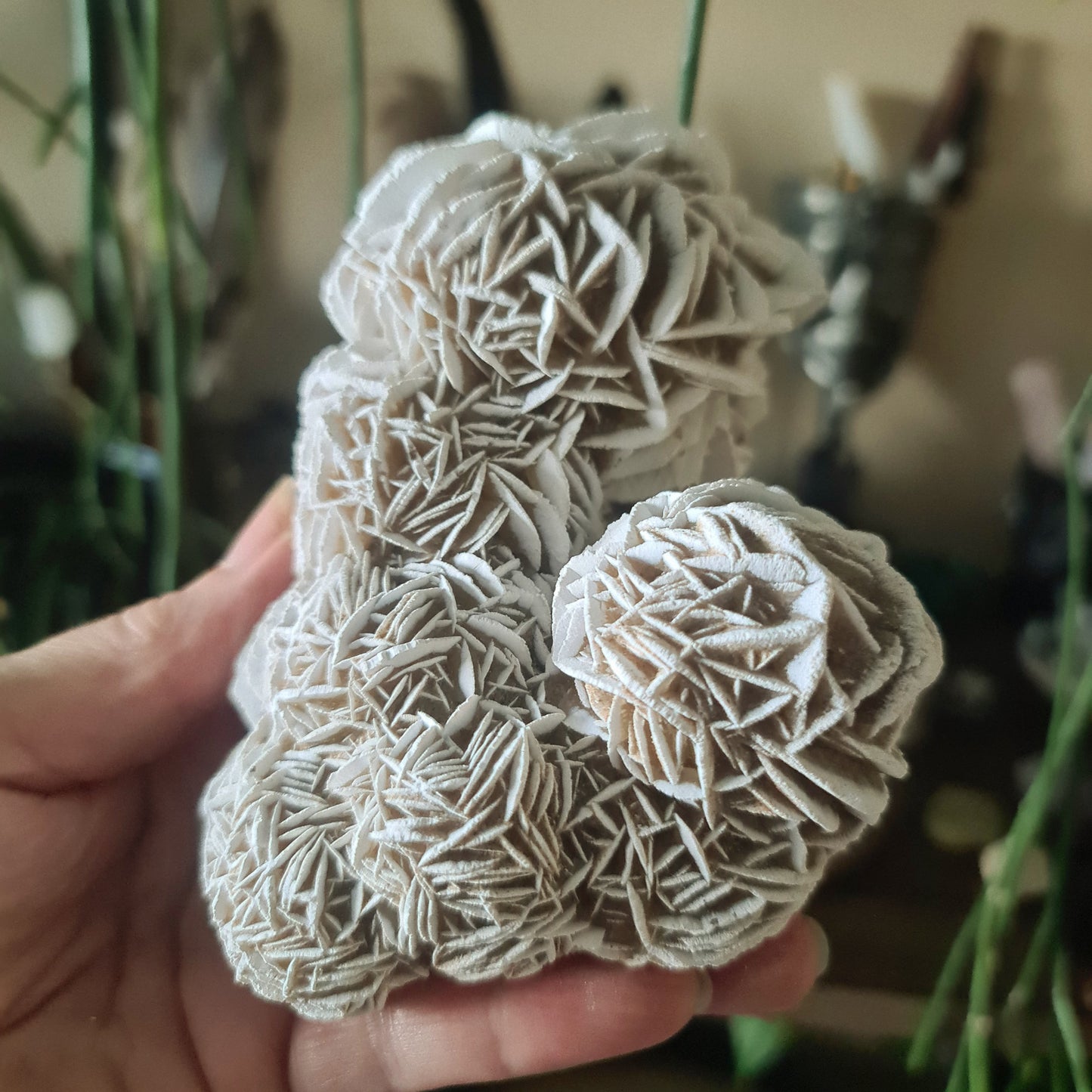 Desert Rose Cluster