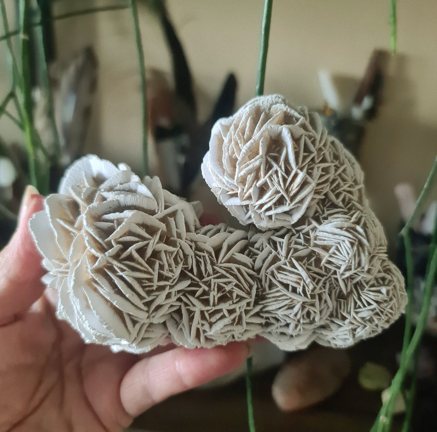 Desert Rose Cluster