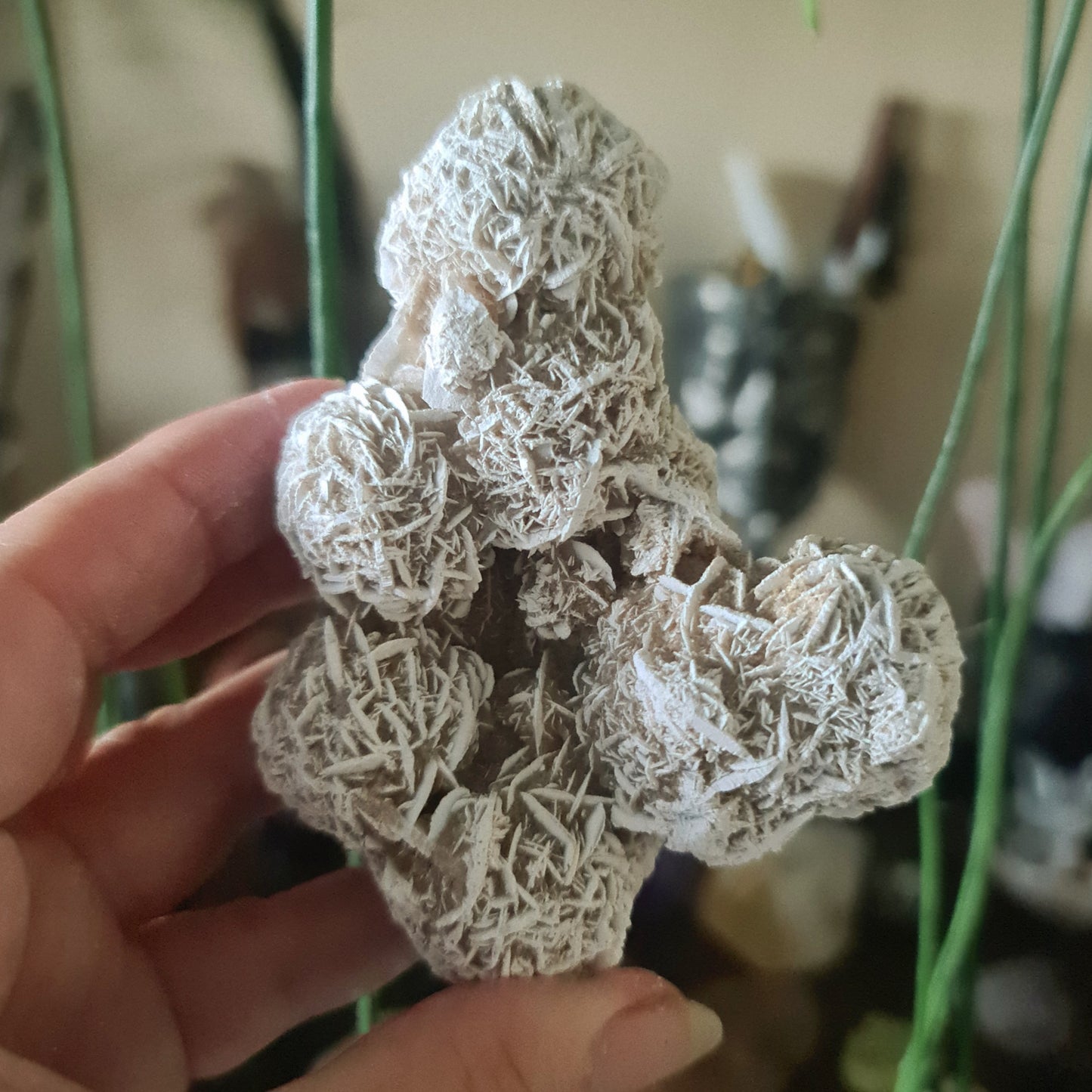 Desert Rose Cluster