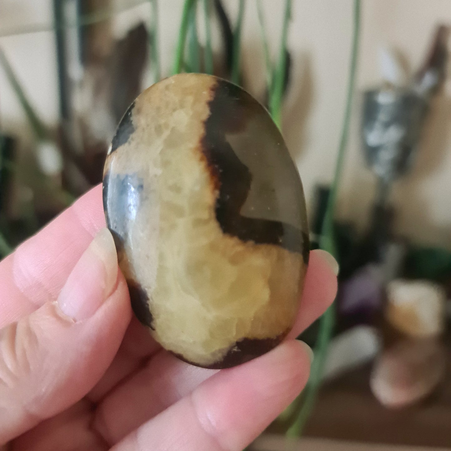 Septarian Palm Stone