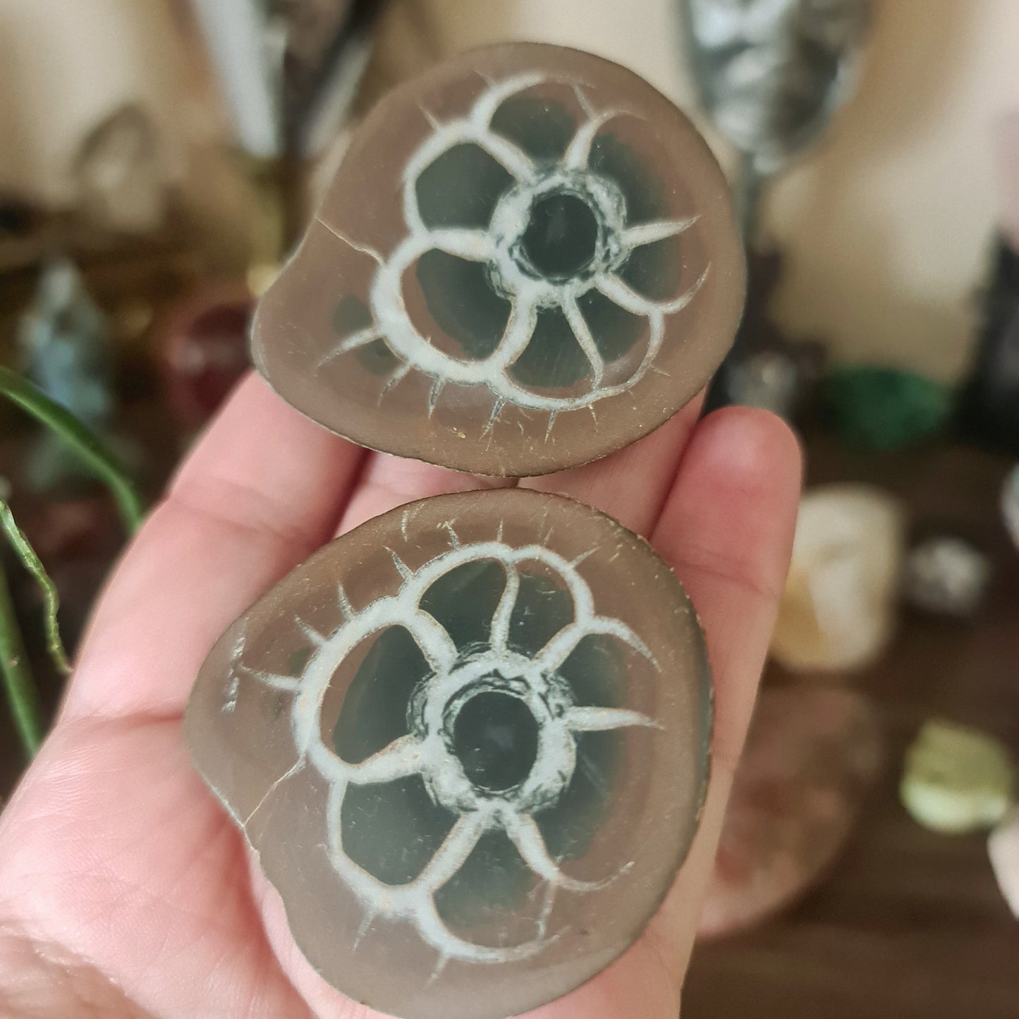 Septarian Nodule Pair