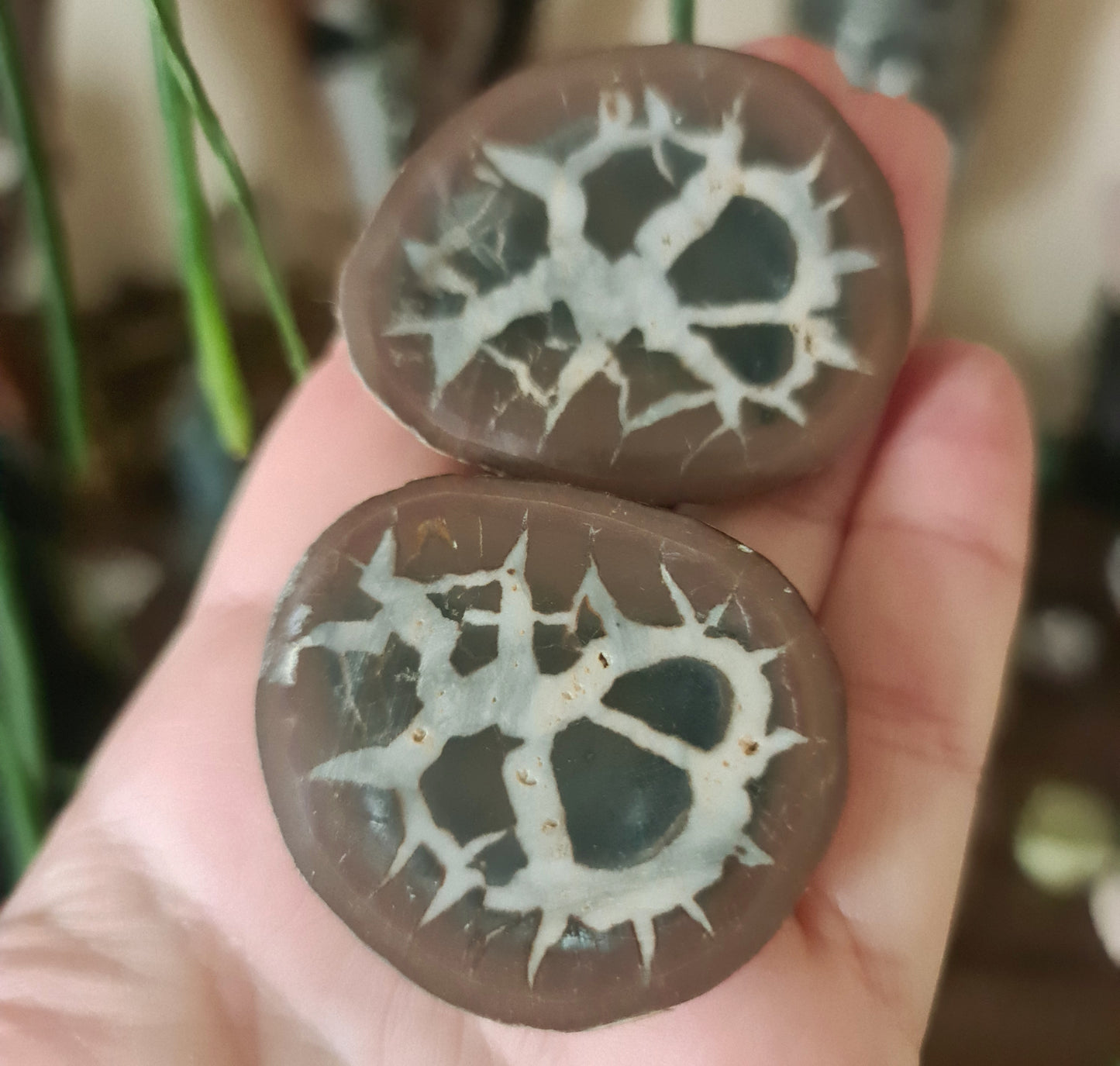 Septarian Nodule Pair