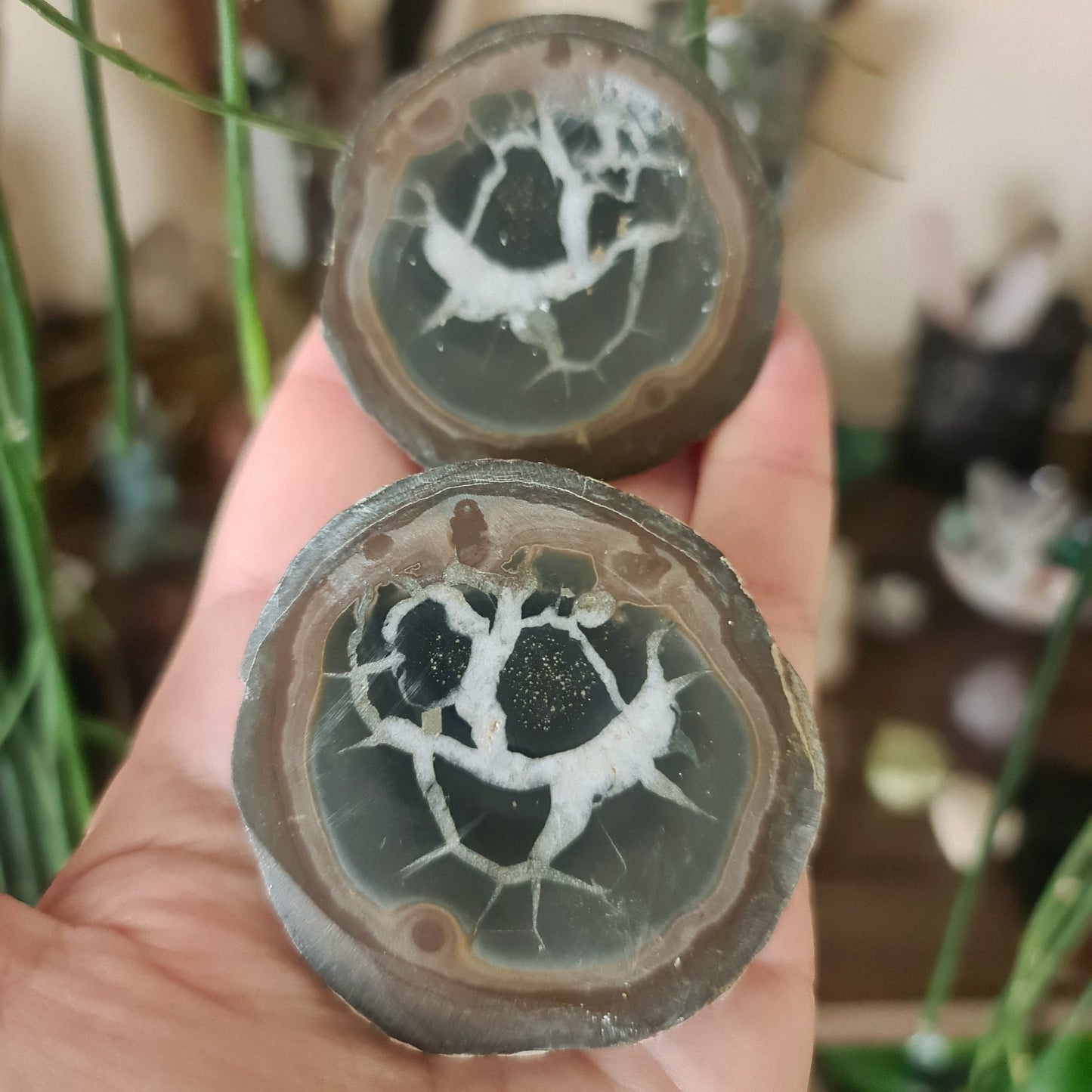 Septarian Nodule Pair