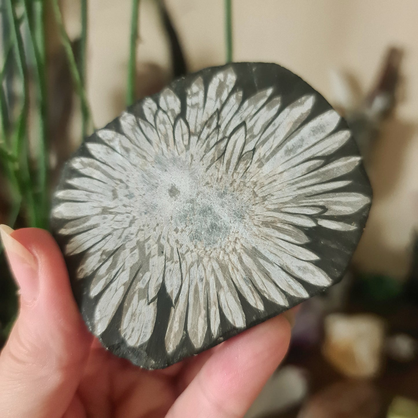 Chrysanthemum Stone Free Form