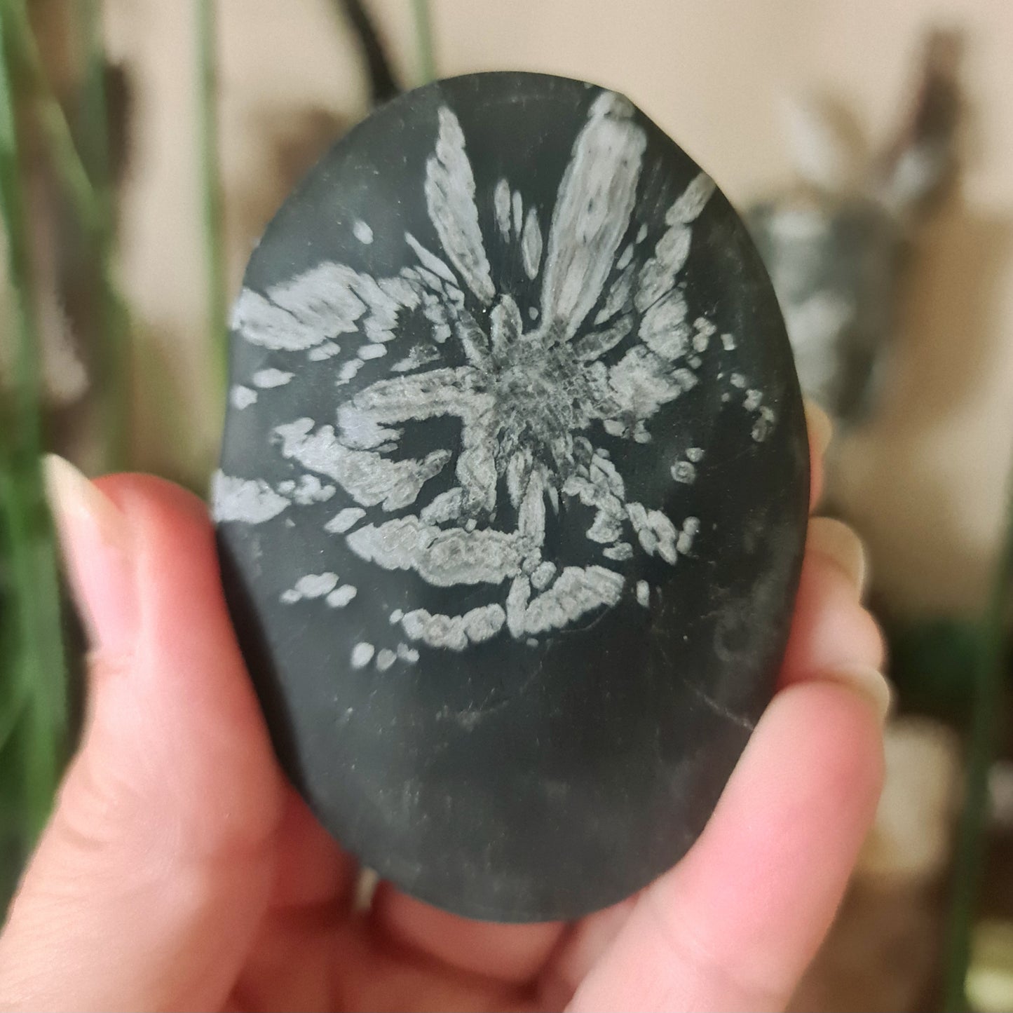 Chrysanthemum Stone Palm
