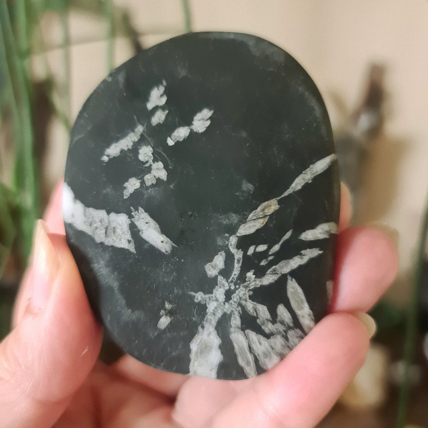 Chrysanthemum Stone Palm