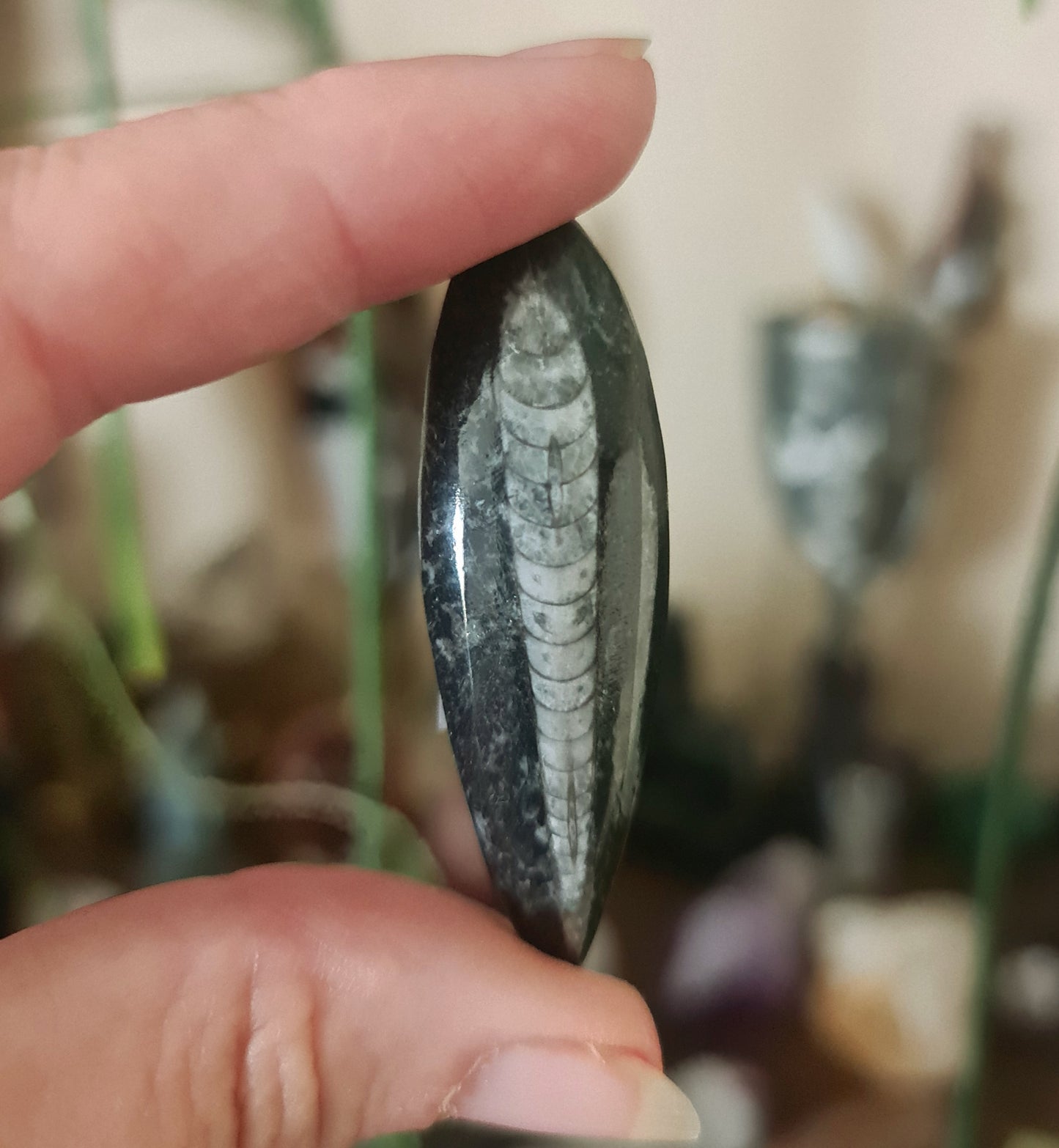 Orthoceras Fossil - Mini