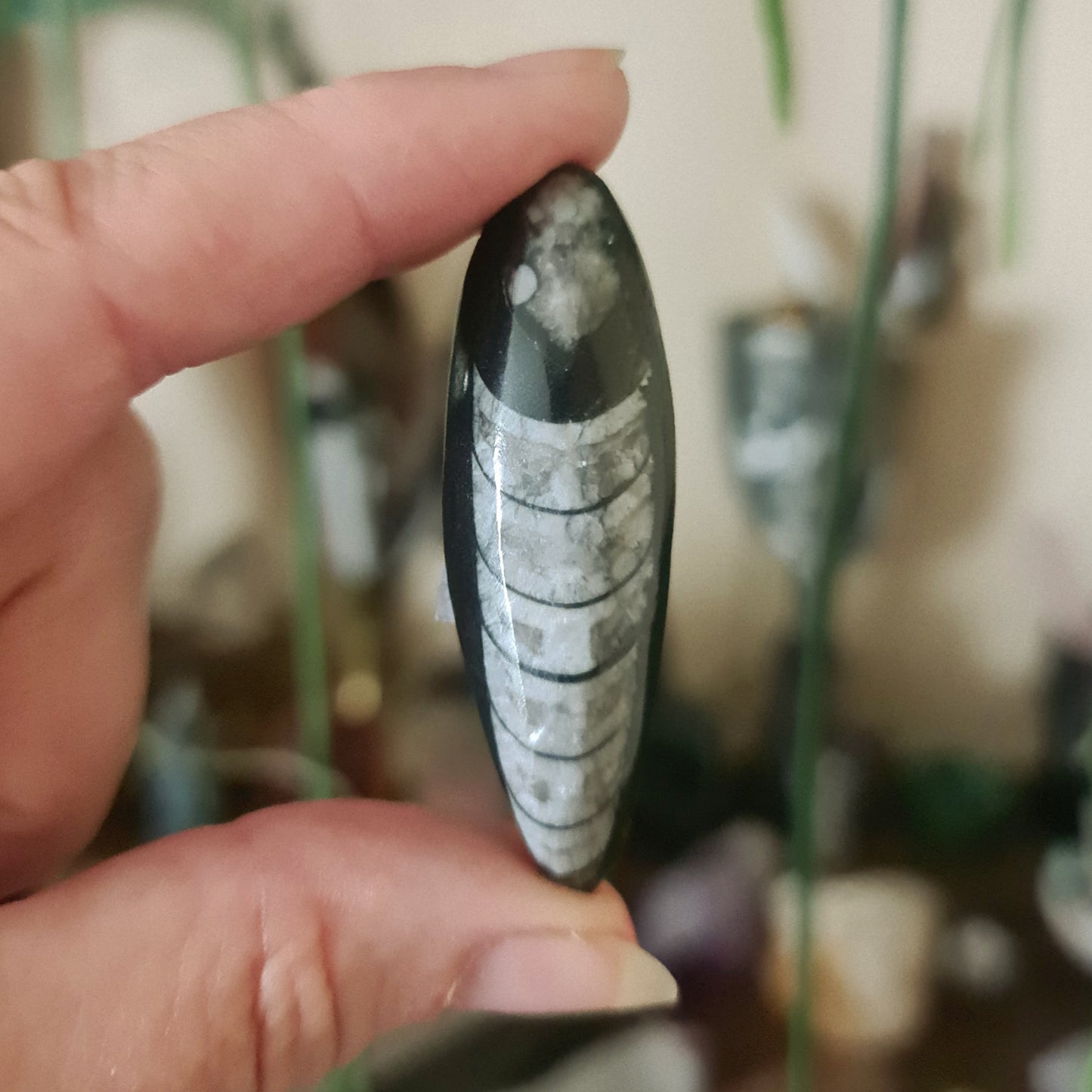 Orthoceras Fossil - Mini