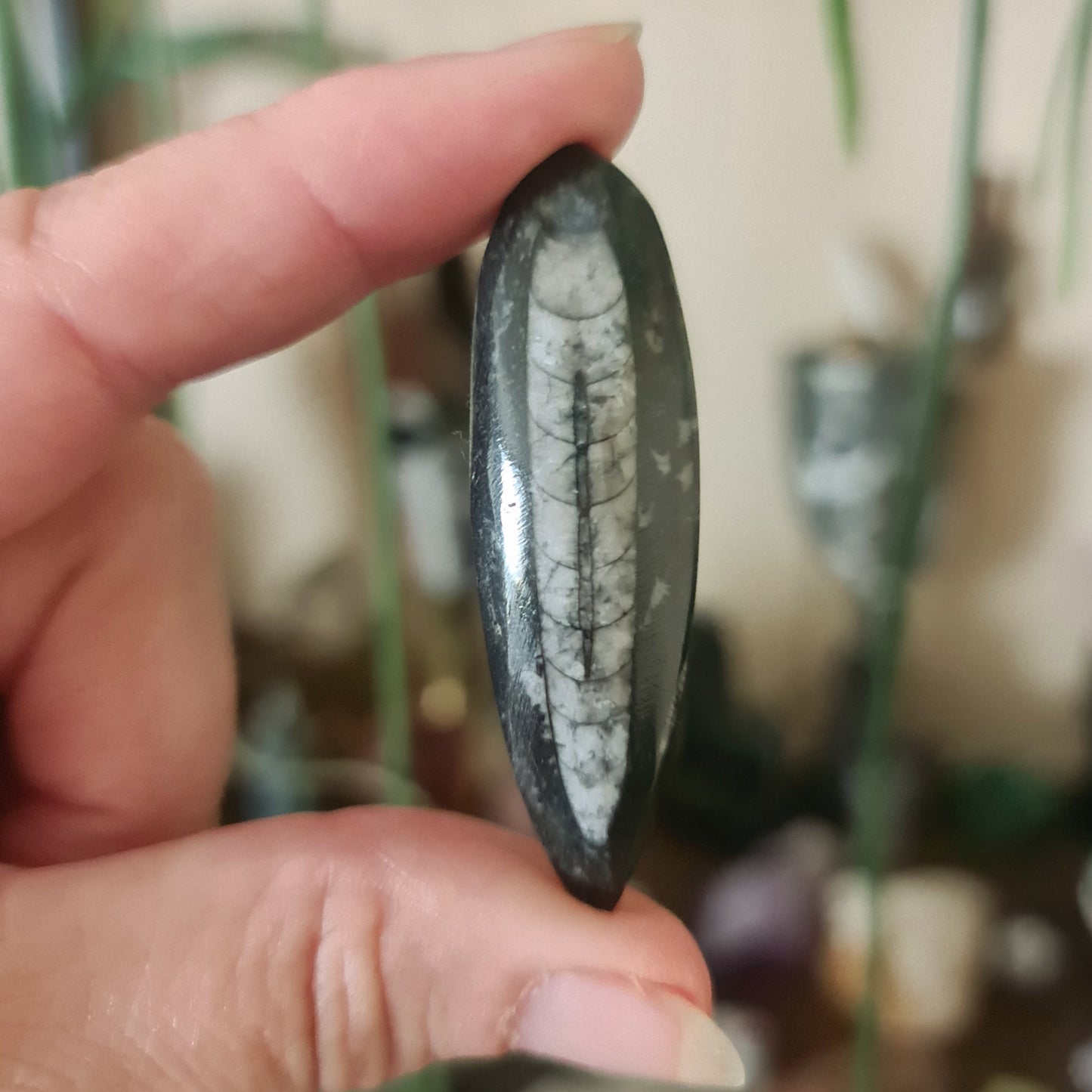Orthoceras Fossil - Mini