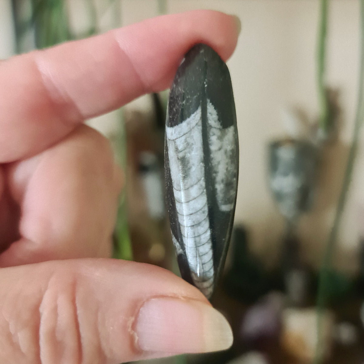 Orthoceras Fossil - Mini