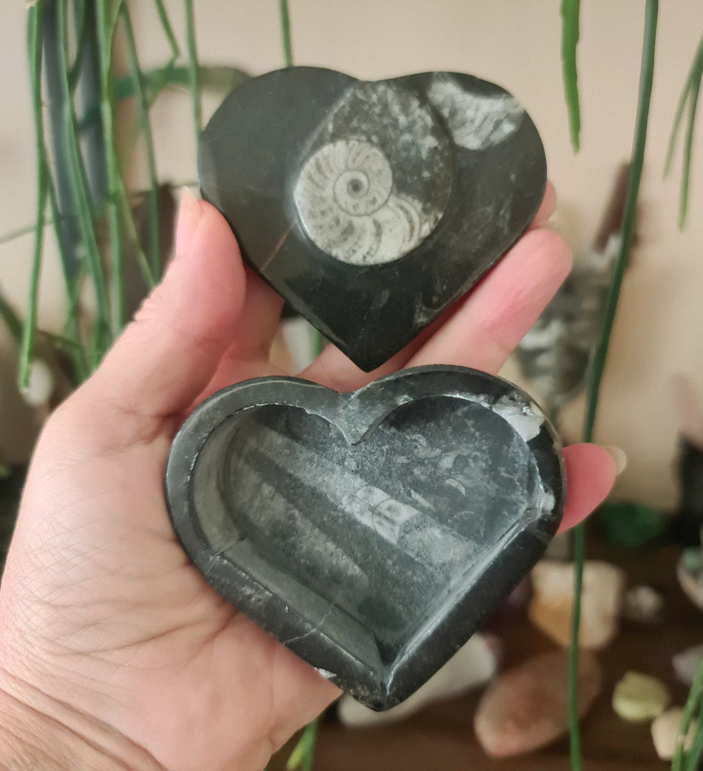Orthocerus Trinket Box