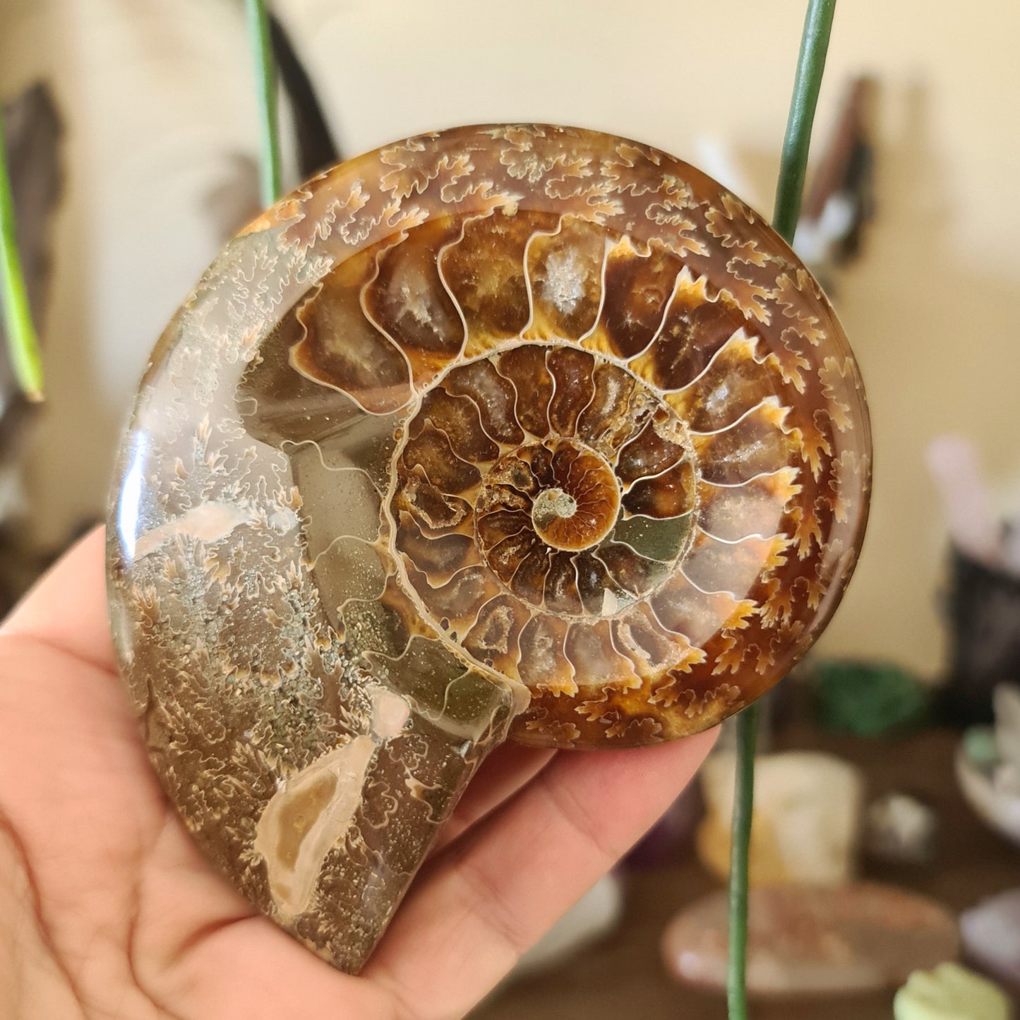 Ammonite Dish