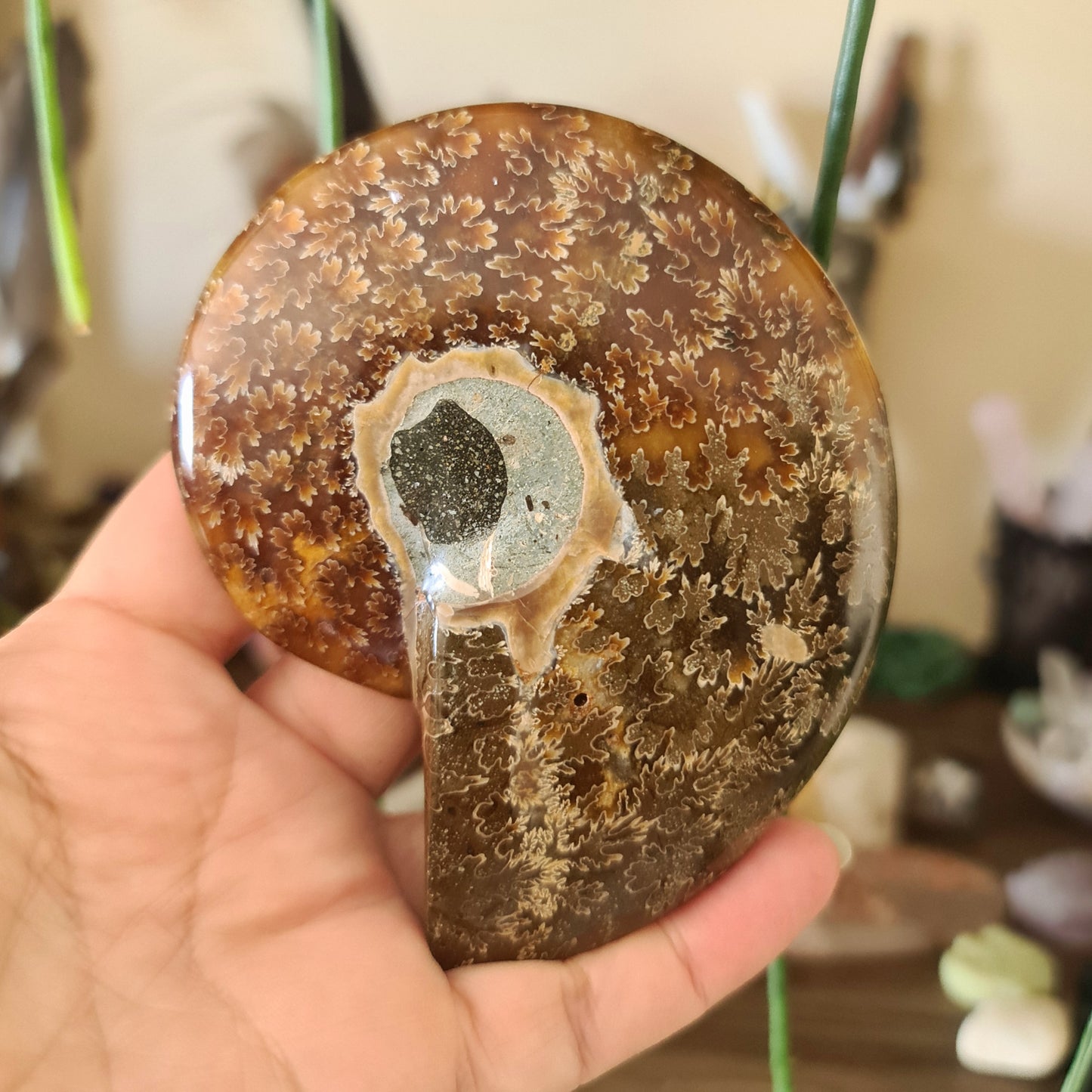 Ammonite Dish