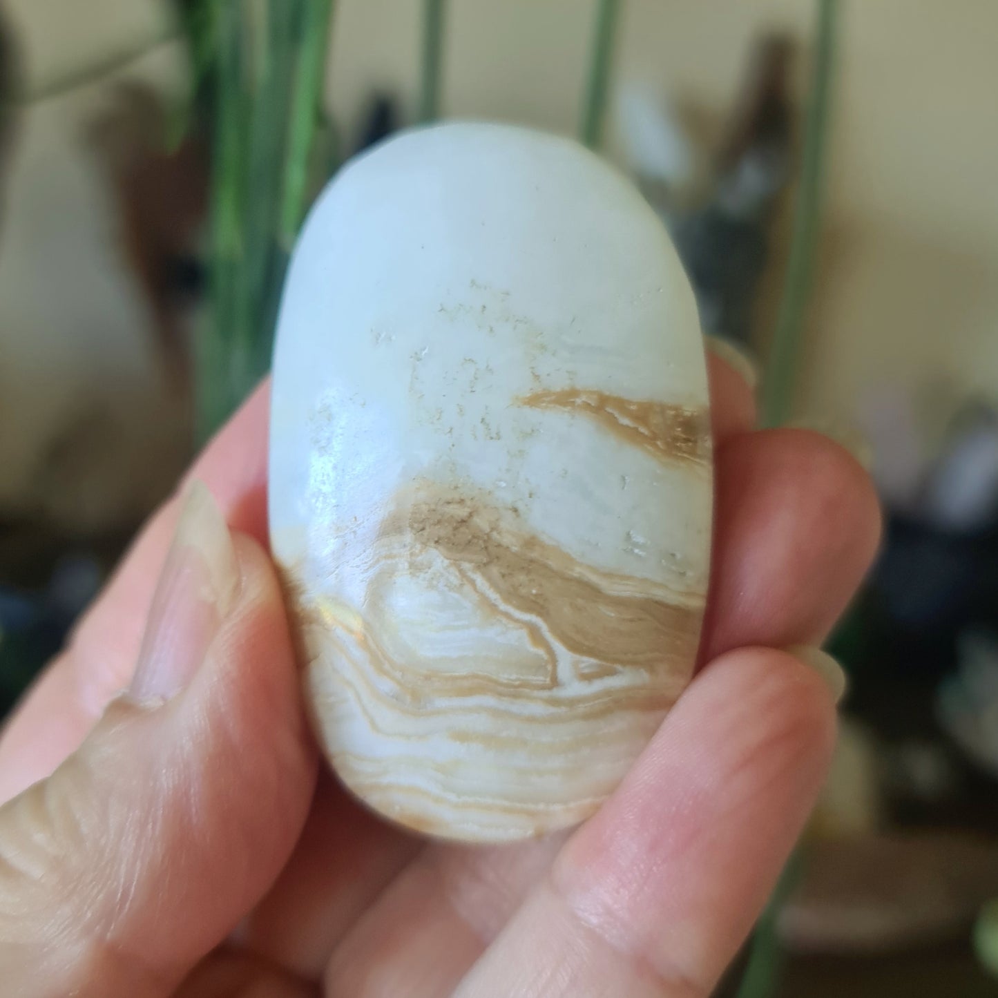 Caribbean Calcite Palm