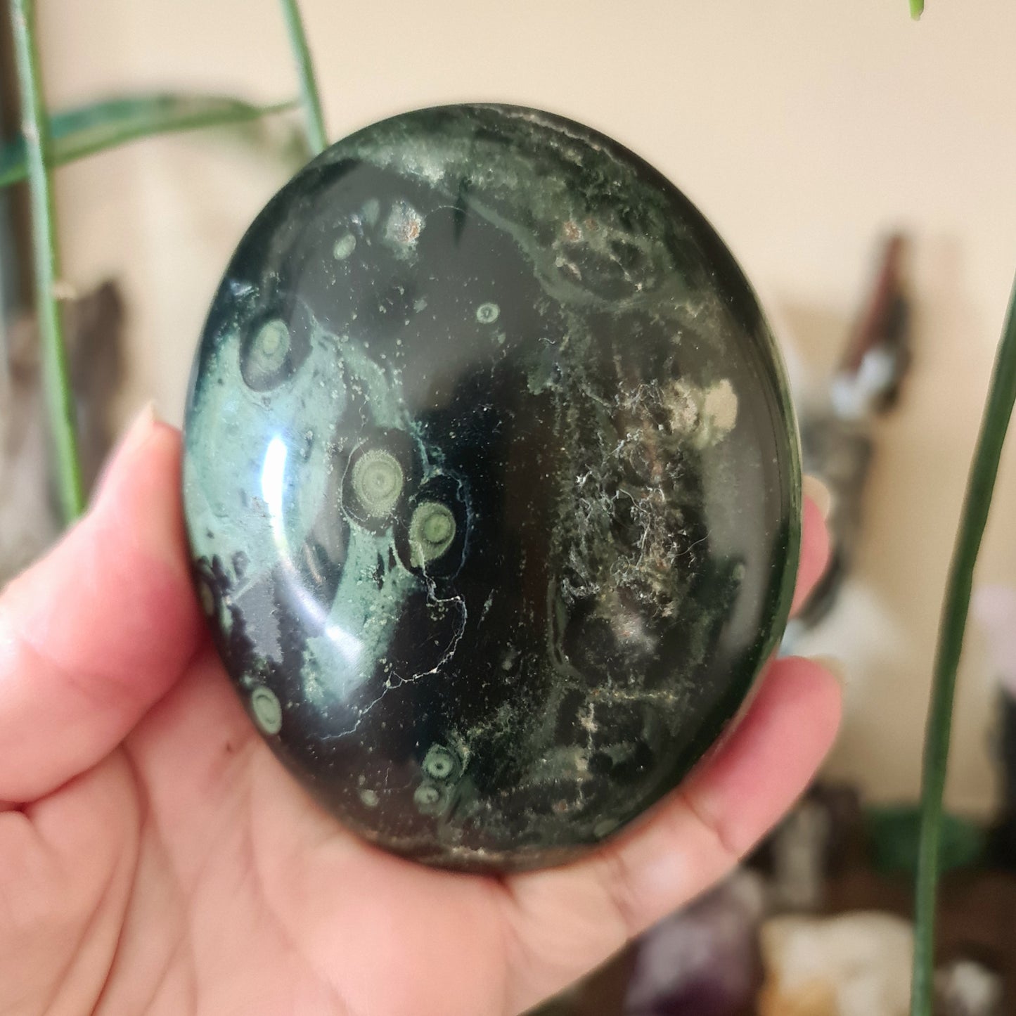 Kambaba Jasper Palm