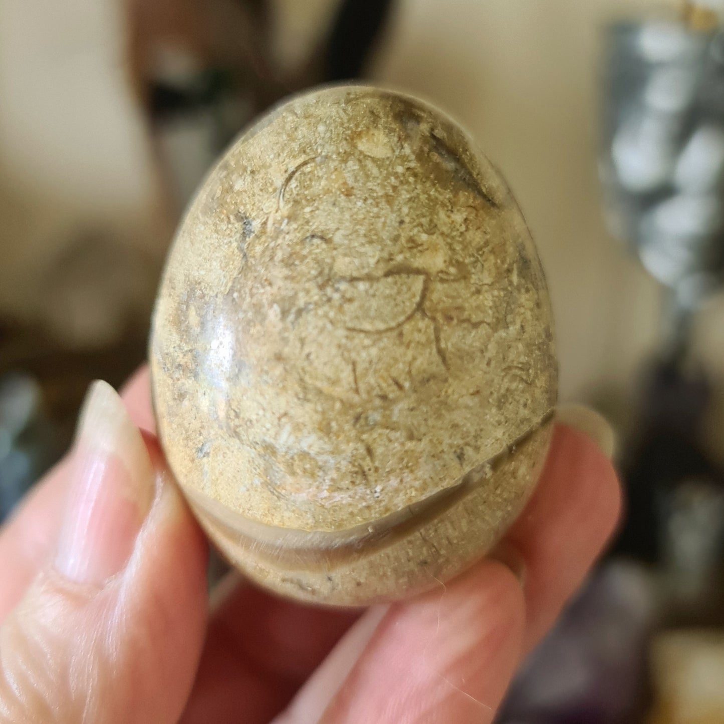 Fossil Coral Jasper Egg