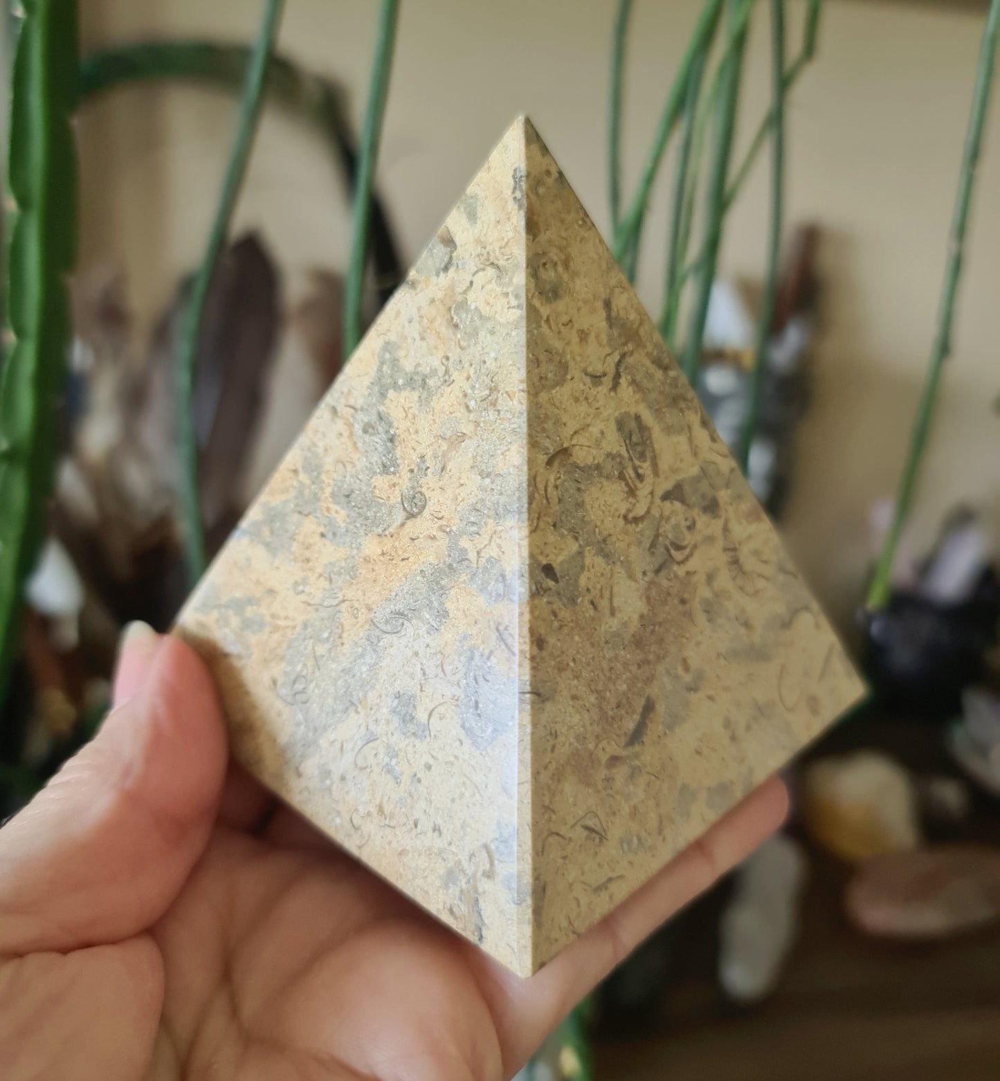 Fossil Coral Pyramid