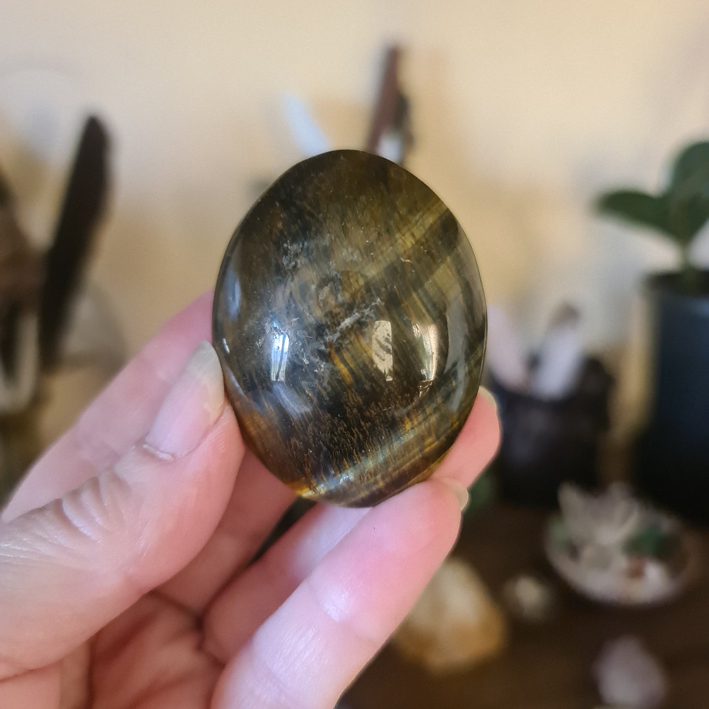 Tiger Eye Palm