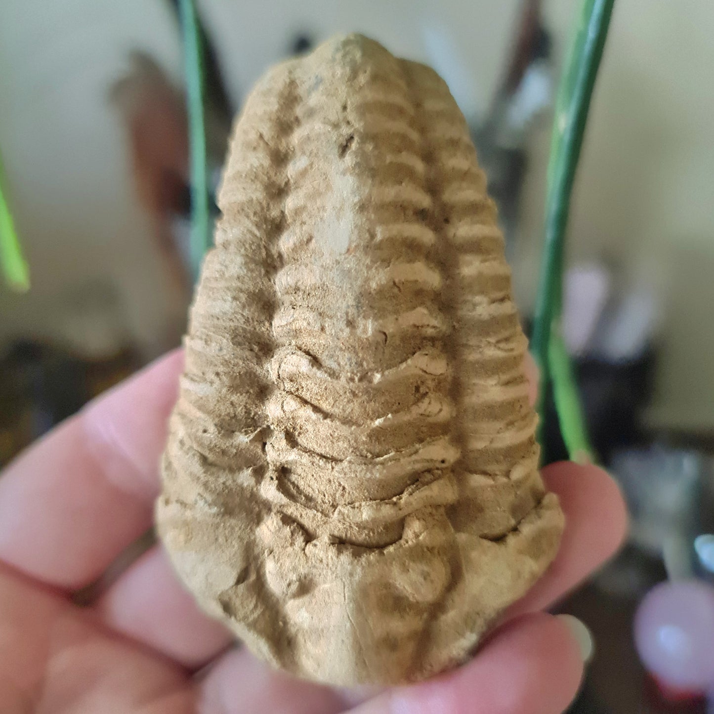 Trilobite Fossil