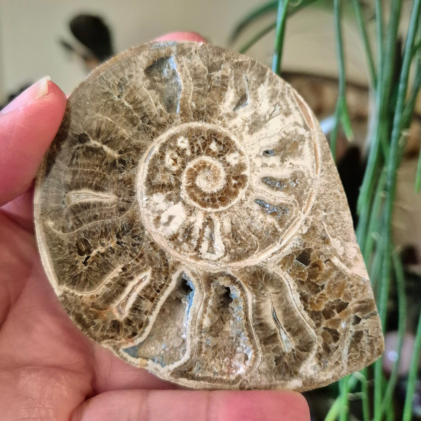 Ammonite Fossil Half