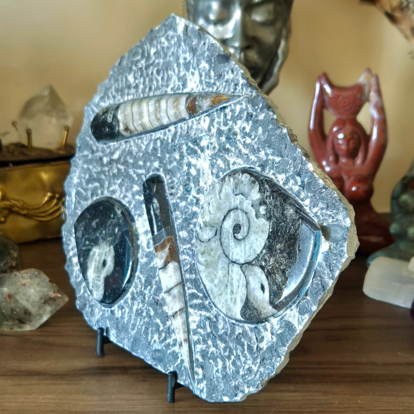 Orthoceras Goniatite Plaque & Stand
