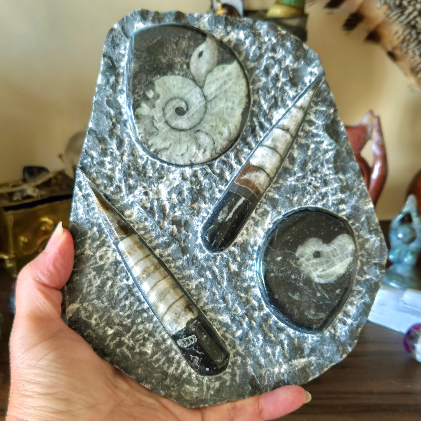 Orthoceras Goniatite Plaque & Stand