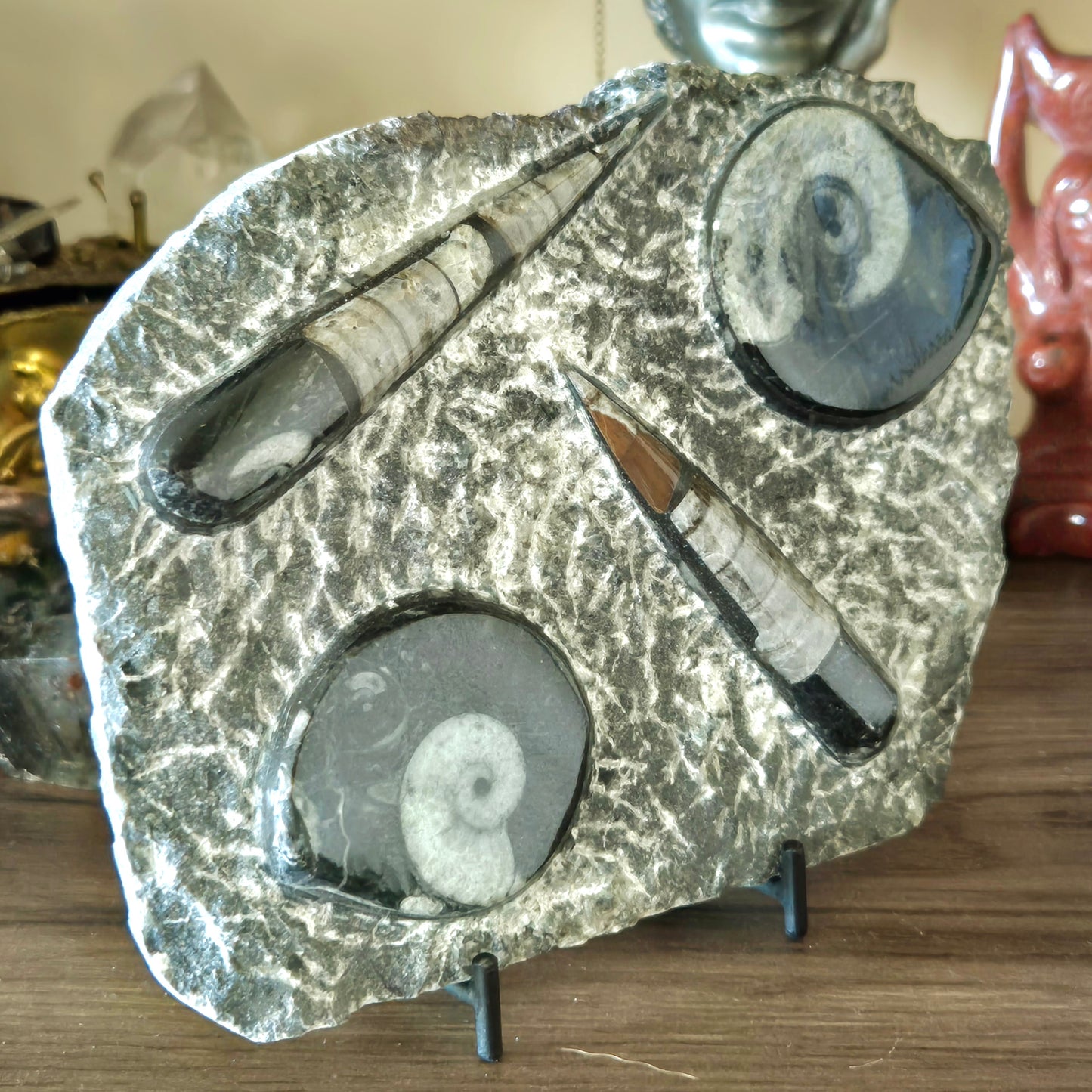 Orthoceras Goniatite Plaques & Stand