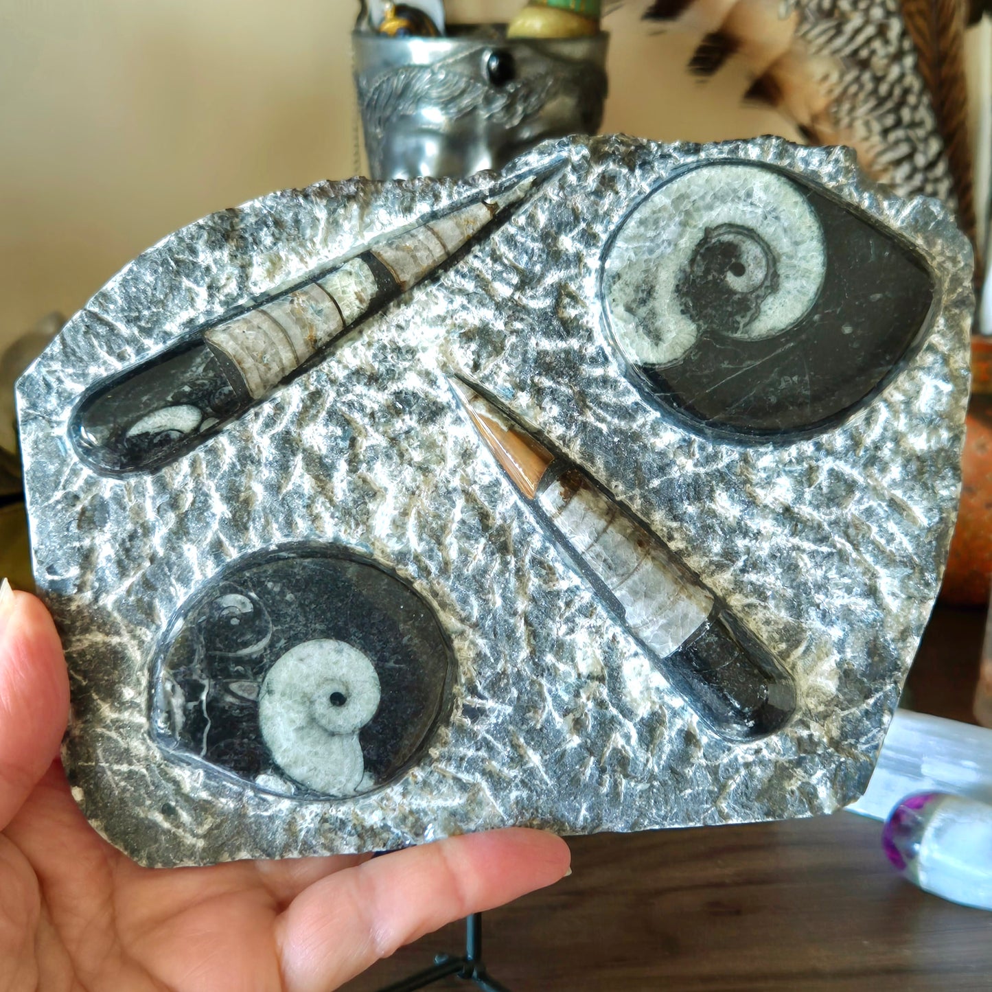 Orthoceras Goniatite Plaques & Stand