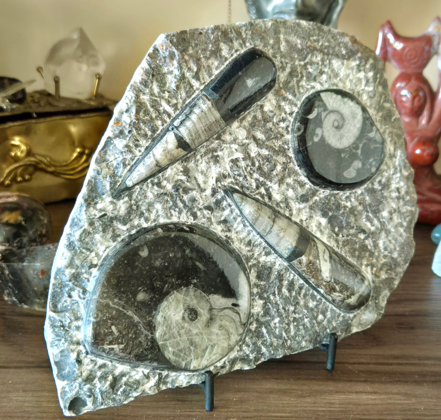 Orthoceras Goniatite Plaque & Stand