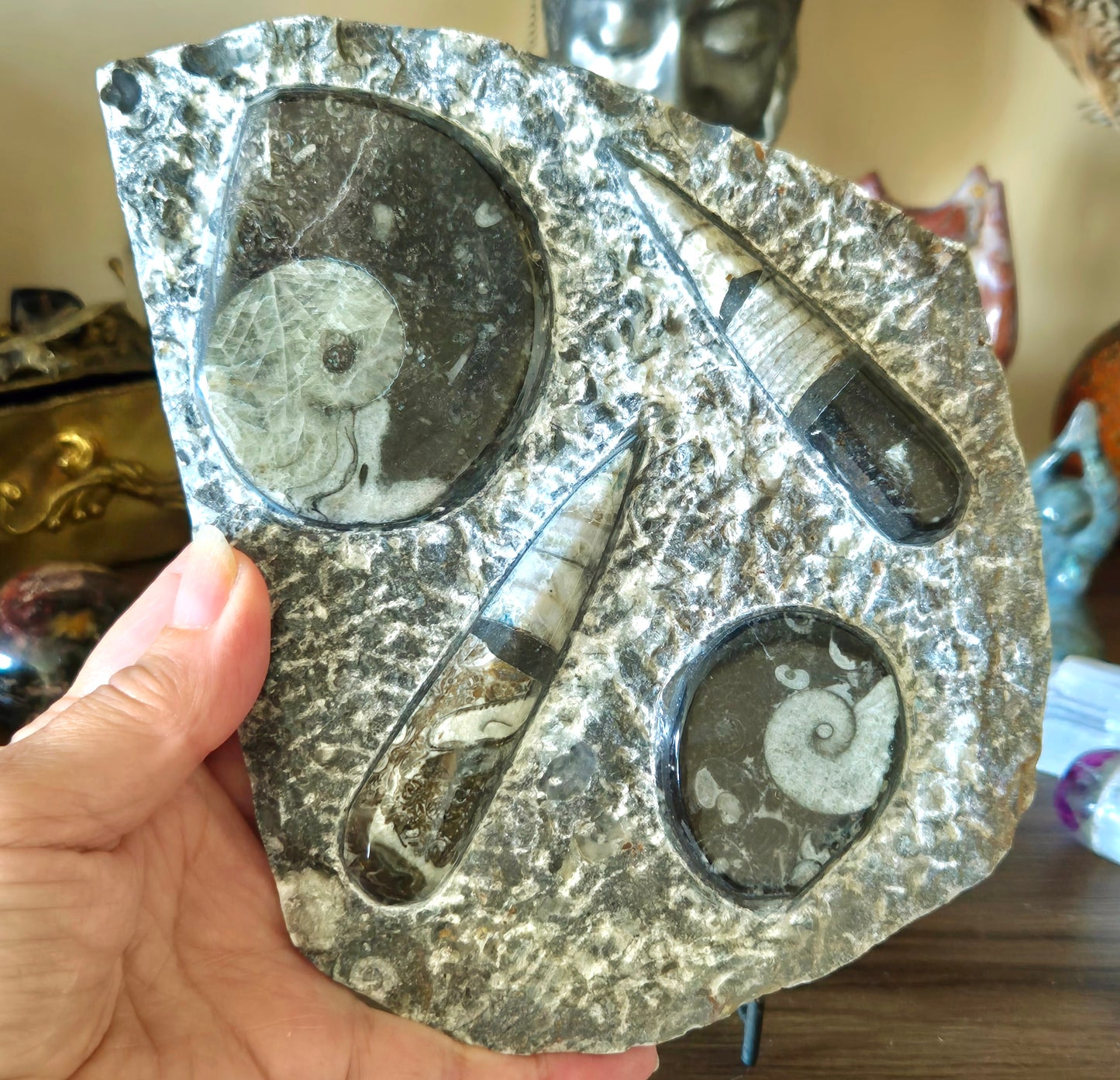Orthoceras Goniatite Plaque & Stand