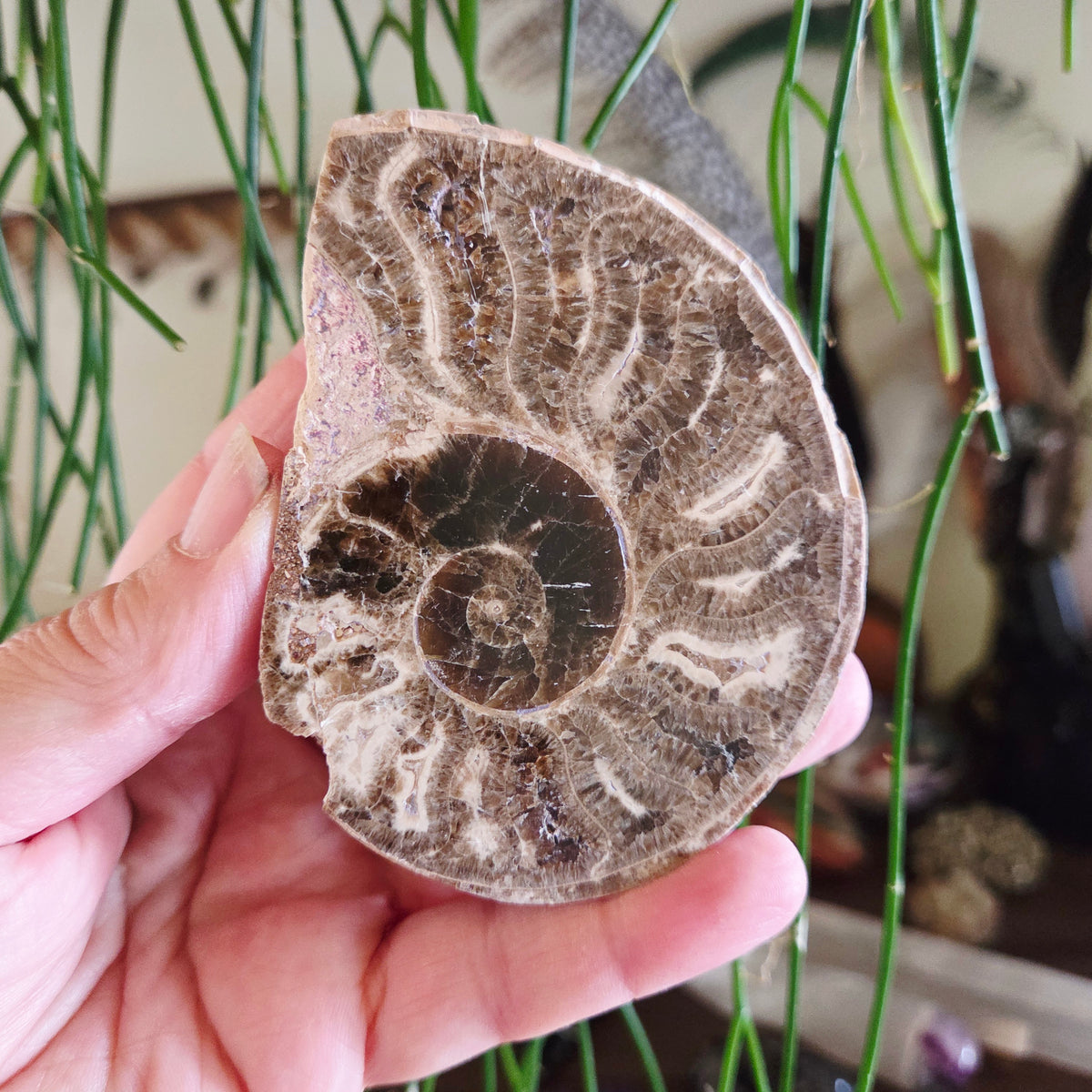 Ammonite Fossil Halves
