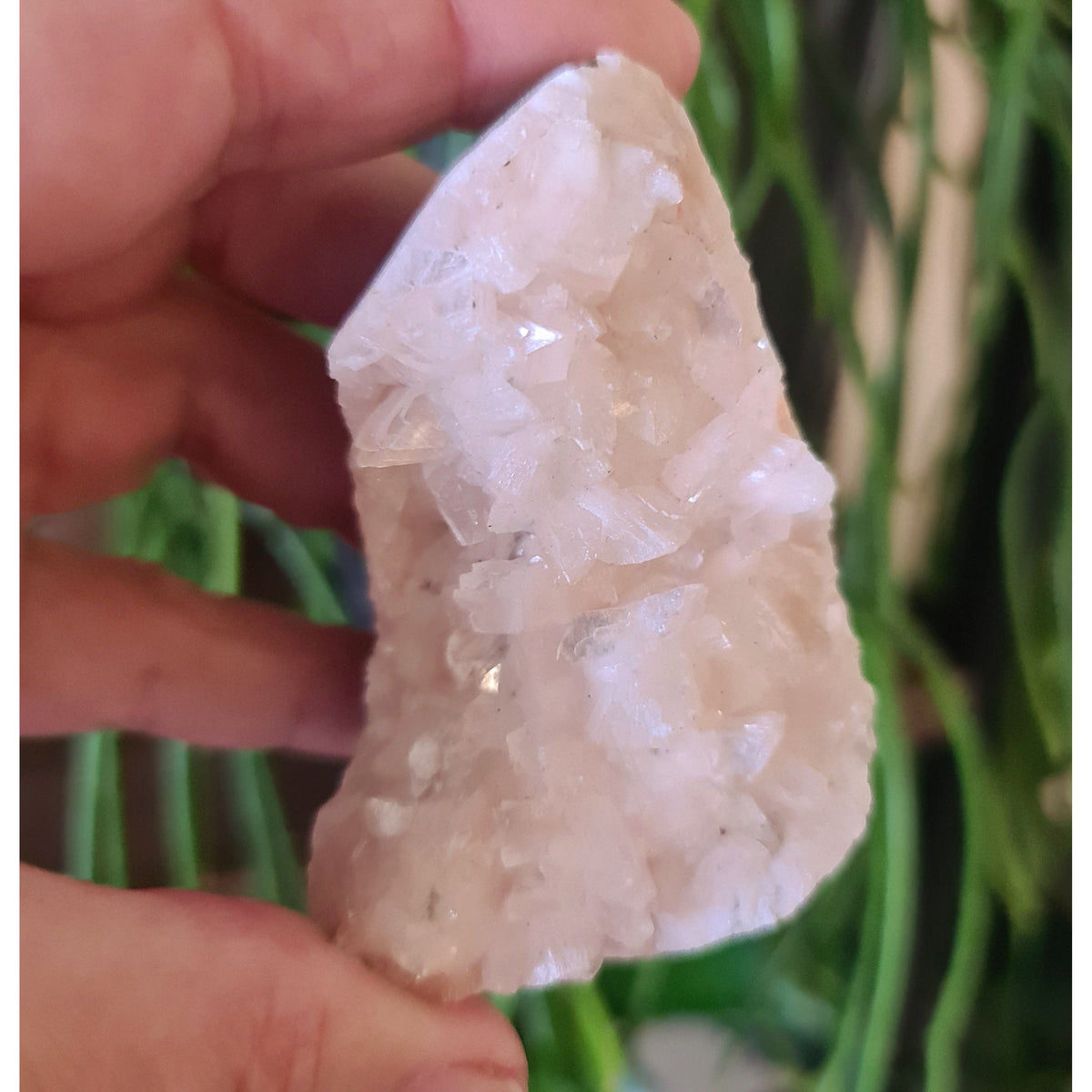 A polished apophyllite crystal cluster held in a person's hand, with a plant in the background.