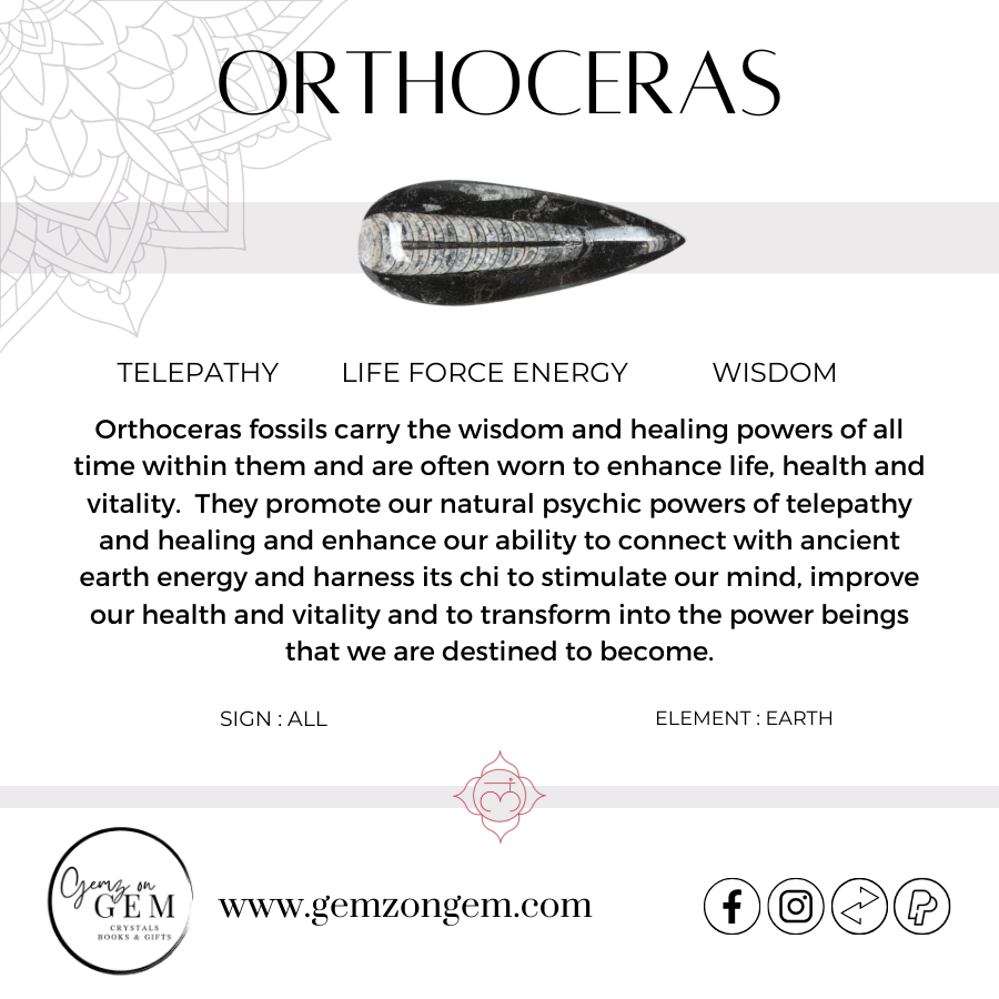 Orthoceras Plate