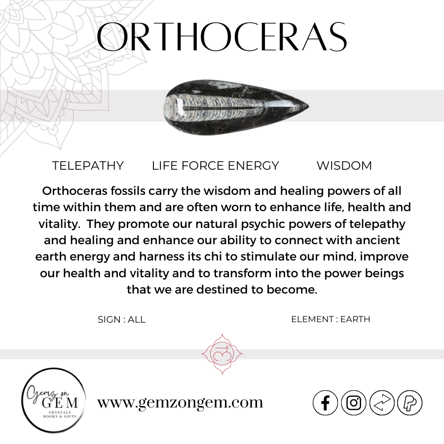 Orthoceras Goniatite Plaque & Stand