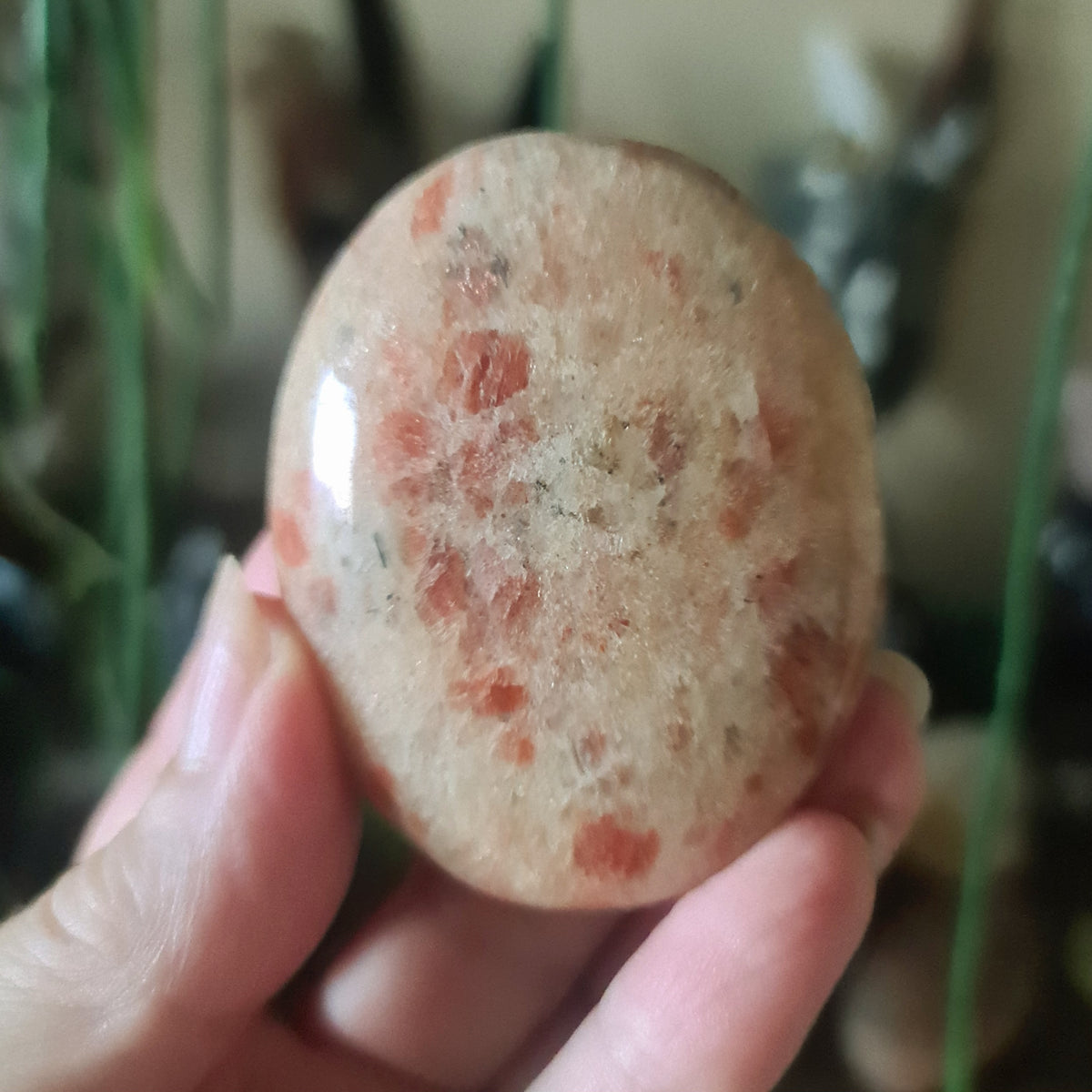 Sunstone Palm