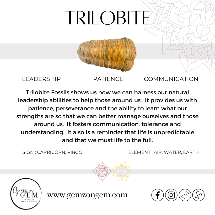 Trilobite Fossil