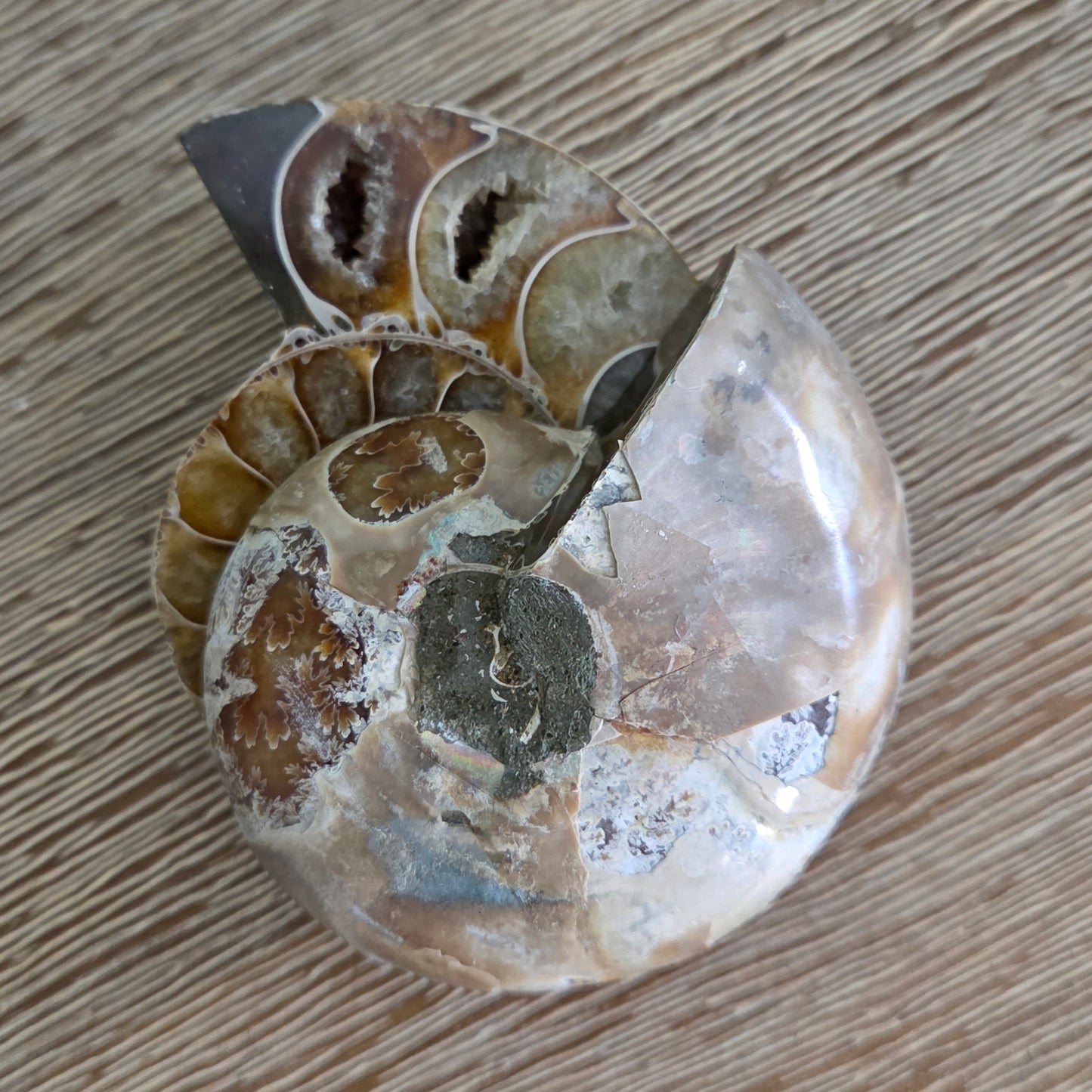 Ammonite Fossil Pair #1