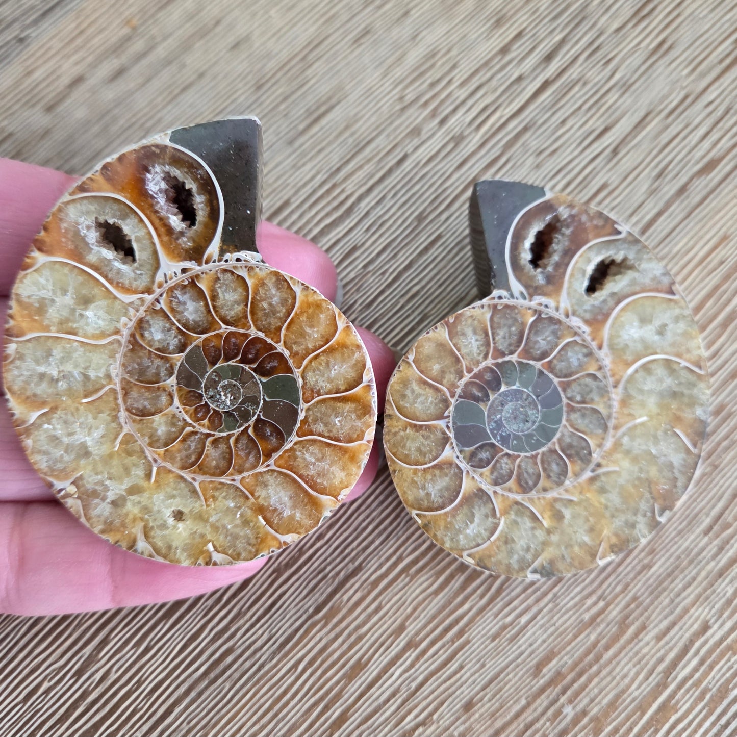 Ammonite Fossil Pair #1