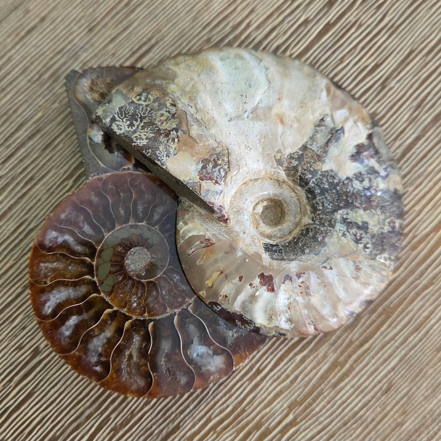 Ammonite Fossil Pair #3
