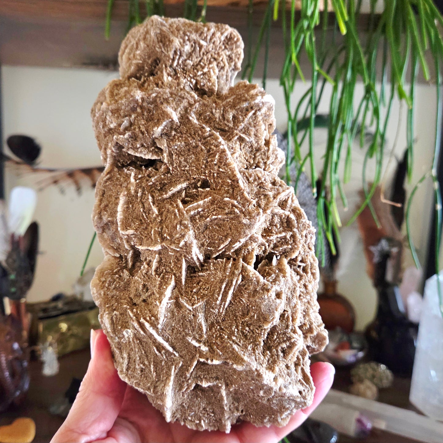 Desert Rose Cluster 1.65Kg