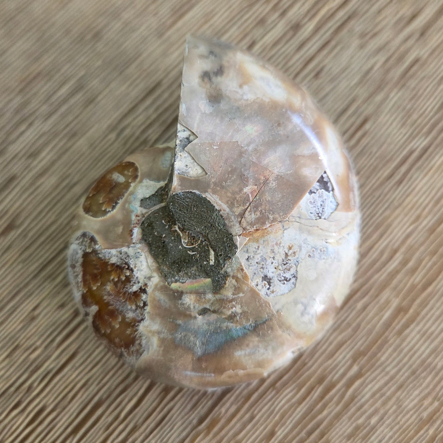 Ammonite Fossil Pair #1