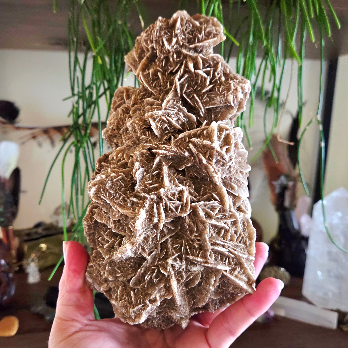 Desert Rose Cluster 1.65Kg