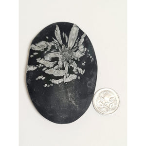 CHRYSANTHEMUM STONE PALM