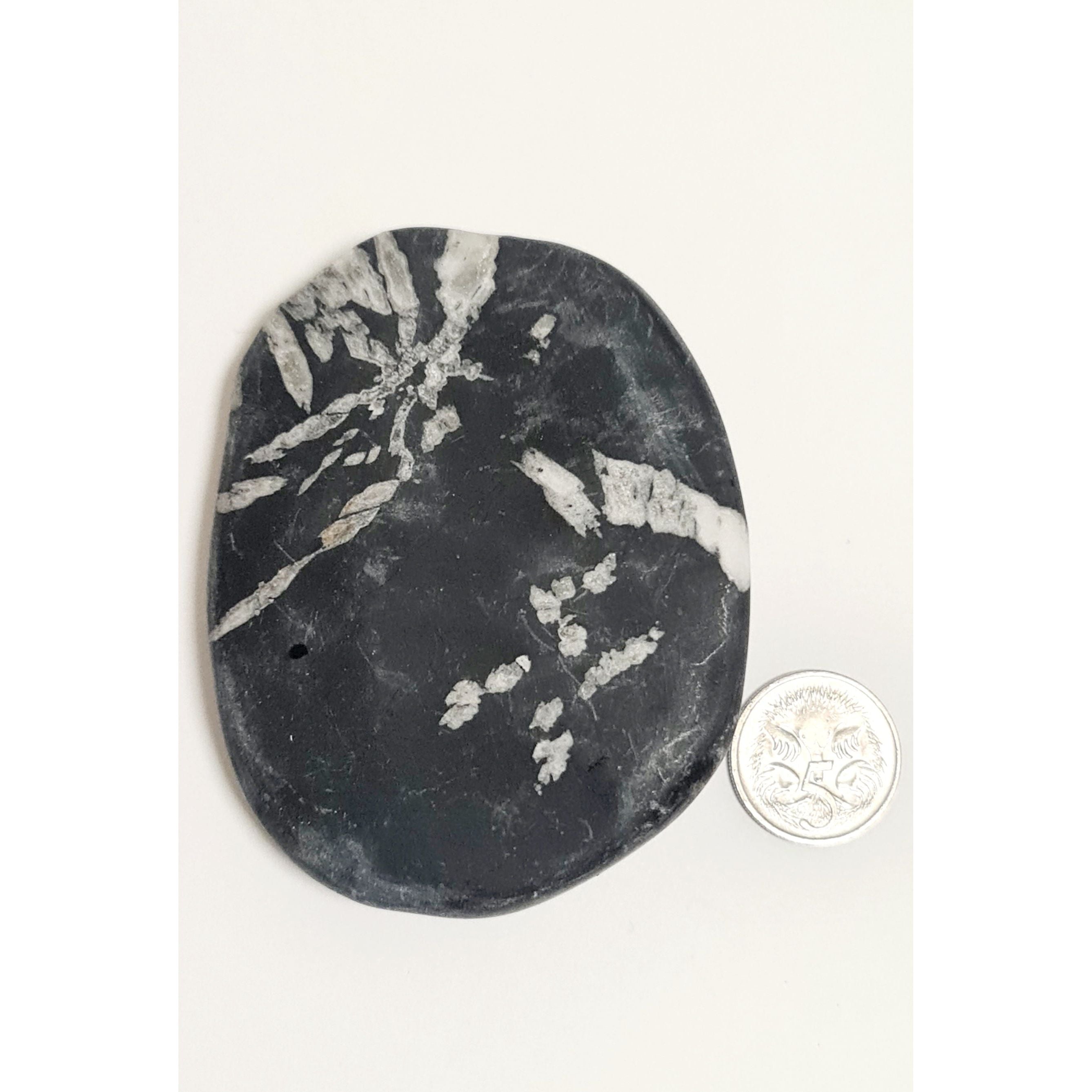 CHRYSANTHEMUM STONE PALM