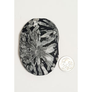CHRYSANTHEMUM STONE PALM