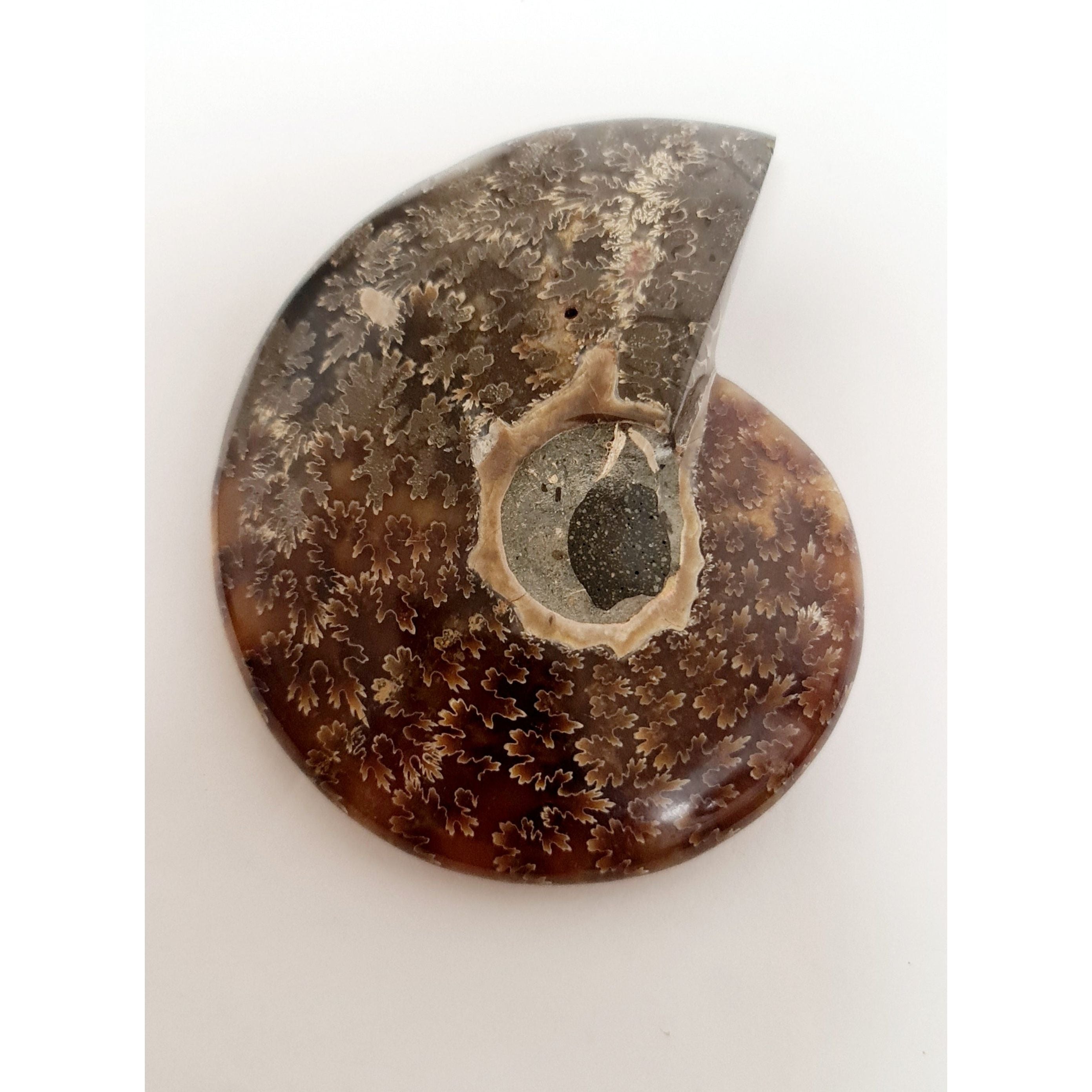 AMMONITE DISH
