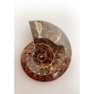 AMMONITE DISH