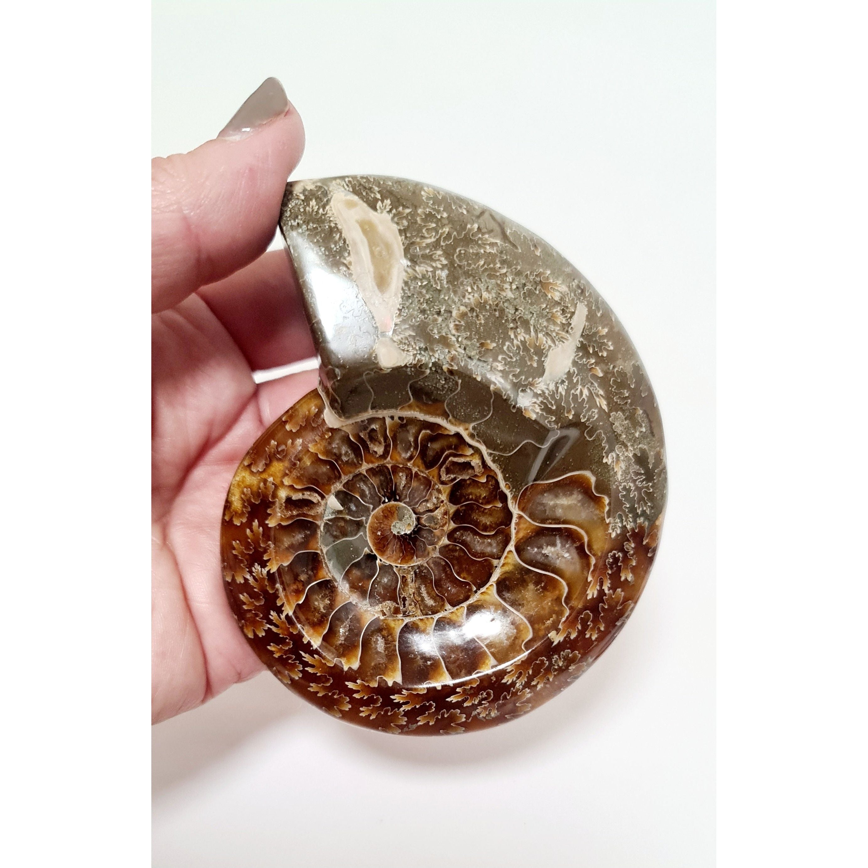 AMMONITE DISH